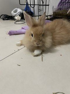 Mochi - Lionhead + Angora Rabbit Rabbit