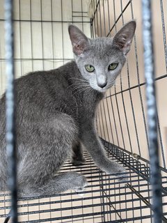 Grey - Domestic Short Hair Cat