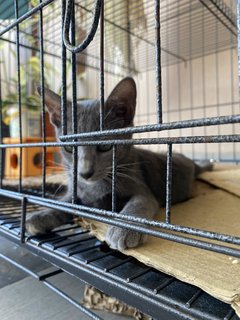 Grey - Domestic Short Hair Cat