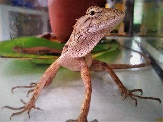 Chameleon - Lizard + Iguana Reptile