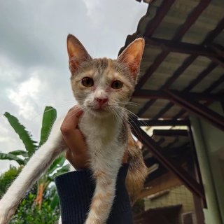 Peanut - Domestic Short Hair Cat