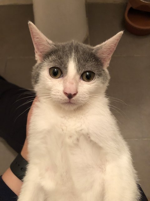 Soba &amp; Nori - Domestic Short Hair Cat