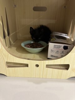 Black Eve - Domestic Medium Hair Cat