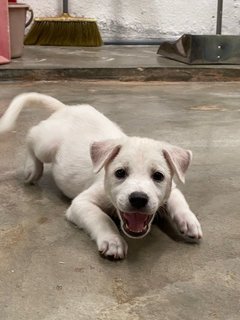 Fluffy Boy - Mixed Breed Dog