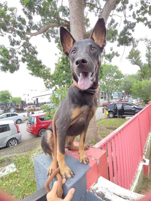 Bear Bear - Australian Kelpie Mix Dog