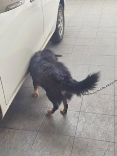 Maomao - Mixed Breed Dog