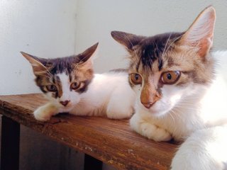 Joey &amp; Jacky - Domestic Medium Hair Cat