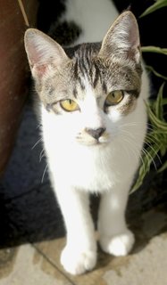 Misty, The Sweetheart - Calico + Domestic Short Hair Cat