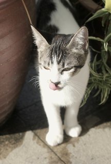 Misty, The Sweetheart - Calico + Domestic Short Hair Cat