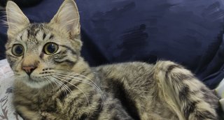 Fudu - Maine Coon + Domestic Medium Hair Cat