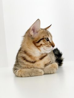 Most Desirable Man  - Domestic Short Hair Cat