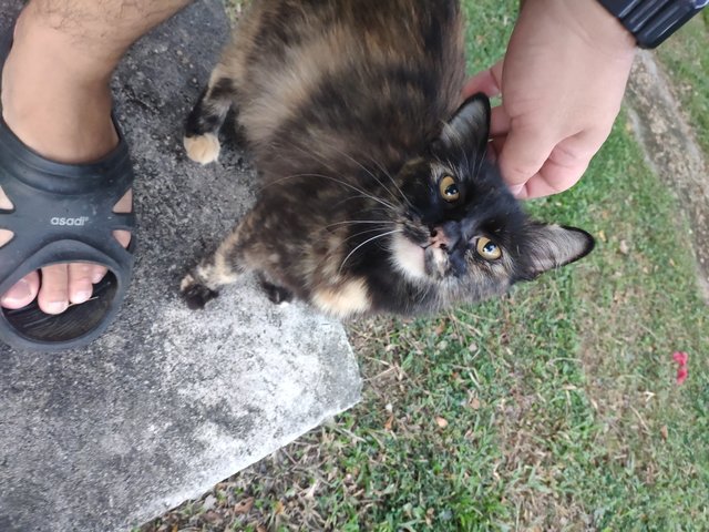 Mama - Tortoiseshell Cat