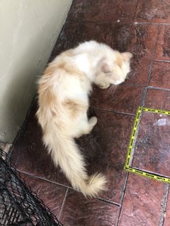Groomy - Persian Cat