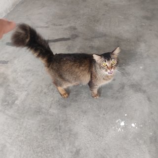 Gebu - Domestic Medium Hair Cat