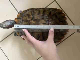Bob - Turtle Reptile