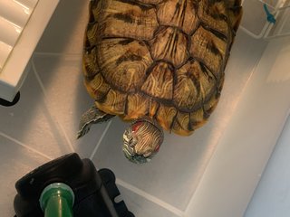 Bob - Turtle Reptile