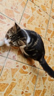 Bengal Look-alike - Domestic Short Hair Cat