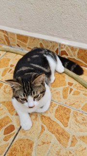 Bengal Look-alike - Domestic Short Hair Cat
