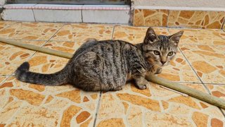 Bengal Look-alike - Domestic Short Hair Cat