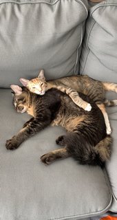 Sasha &amp; Milo - Domestic Medium Hair + Domestic Short Hair Cat