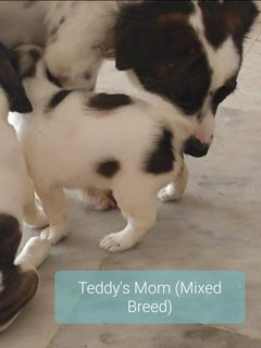 Teddy - Wheaten Terrier Mix Dog