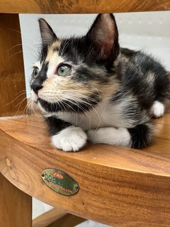 Jojo - Domestic Medium Hair Cat