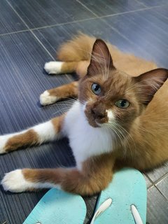 Bruno Boy - Domestic Long Hair Cat