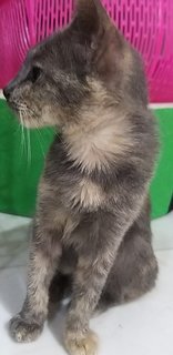7  Months Grey Calico  - Calico Cat