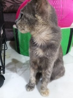 7  Months Grey Calico  - Calico Cat