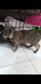 7  Months Grey Calico  - Calico Cat