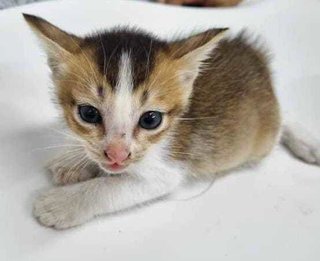 Baby Peace  - Domestic Short Hair Cat