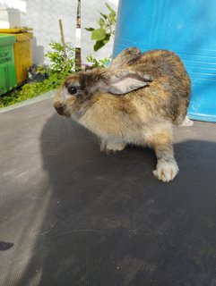 Mini - Bunny Rabbit Rabbit