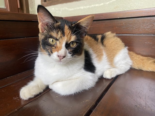 Tok - Domestic Medium Hair Cat