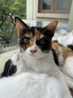 Tok - Domestic Medium Hair Cat