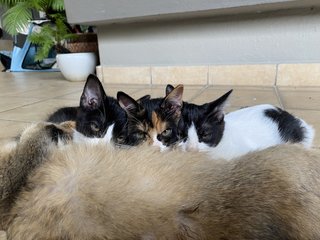 Tofu, Grogu &amp; Tok - Domestic Medium Hair Cat