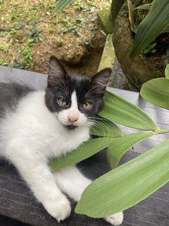 Tofu, Grogu &amp; Tok - Domestic Medium Hair Cat