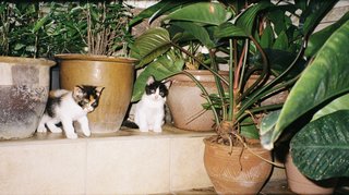 Tofu, Grogu &amp; Tok - Domestic Medium Hair Cat