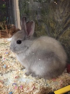 Husky - Dwarf Rabbit