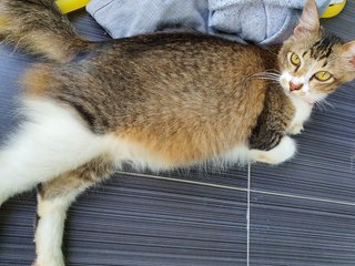 Bruna - Domestic Medium Hair Cat