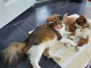 Bruna - Domestic Medium Hair Cat