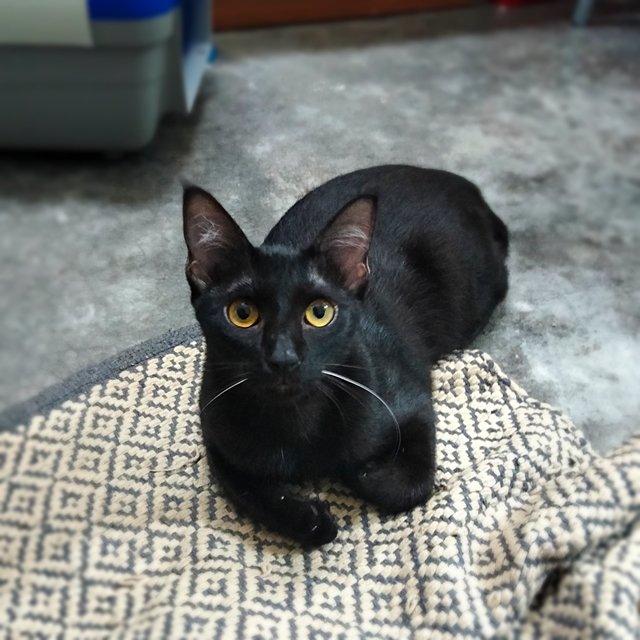 Tot - Domestic Short Hair Cat