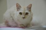 Lullu - Domestic Medium Hair Cat