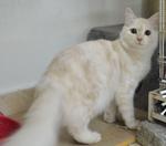 Lullu - Domestic Medium Hair Cat