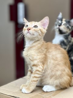 Cheezle - Domestic Medium Hair Cat