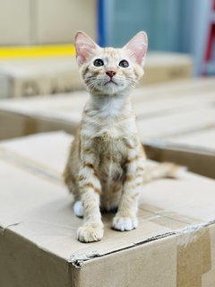 Cheezle - Domestic Medium Hair Cat