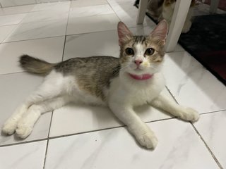Lily  - Domestic Short Hair Cat