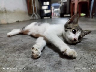 Mehmeh - Domestic Short Hair Cat