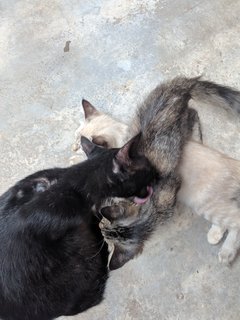 Tam &amp; Horlick &amp; Milo - Domestic Medium Hair + Siamese Cat