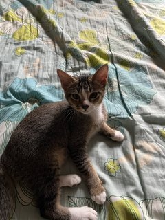 Ruby &amp; Kittens  - Domestic Short Hair Cat