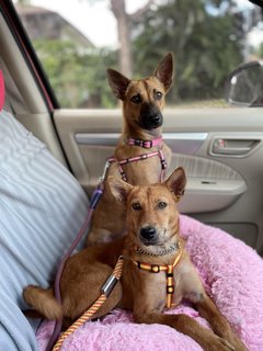 Zoe &amp; Zelda: Beautiful Twins To Love! - Mixed Breed Dog